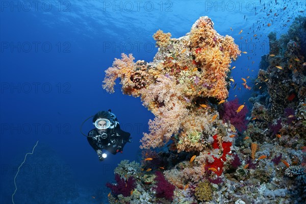 Diver looking at coral block on coral reef