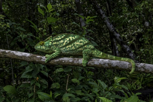 An adult female Parsons chameleon