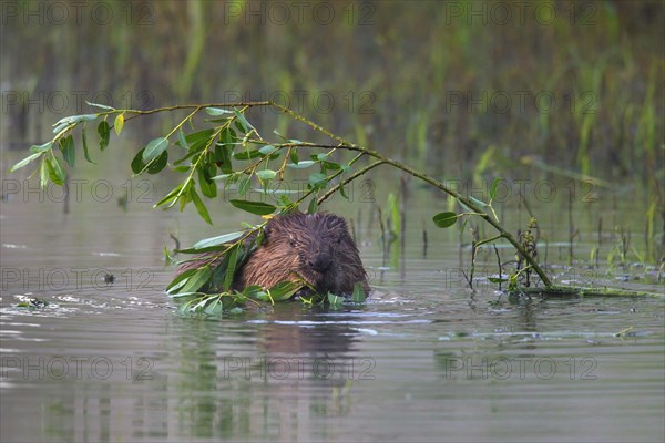 Eurasian beaver