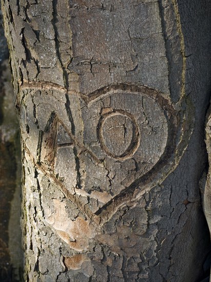 Notches in a tree in Knoops Park