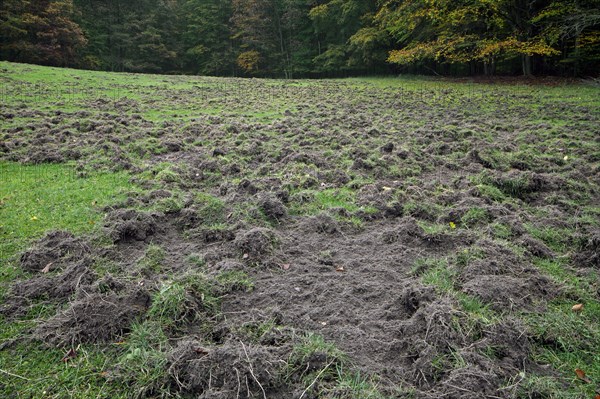 Ruined grassland at forest edge