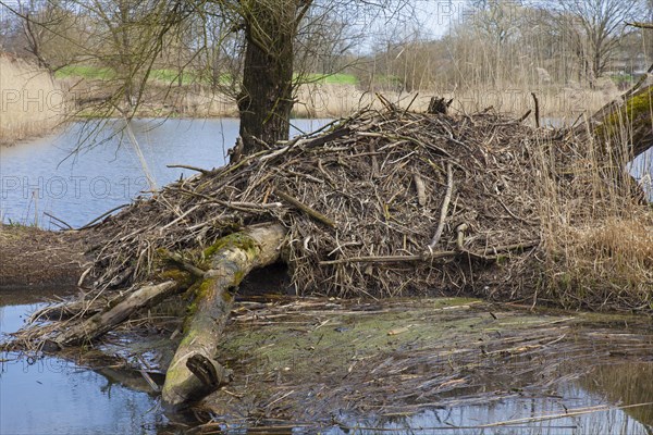 European beaver