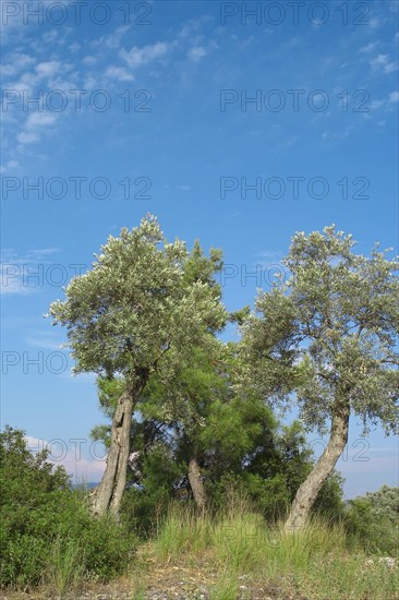 Olive trees