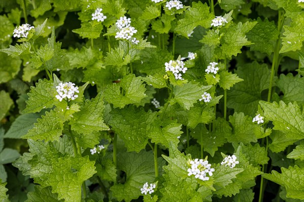 Garlic mustard