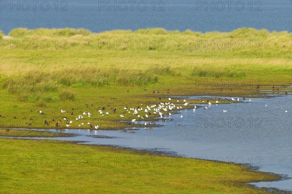 Salt marsh and seagull colony in Schillig