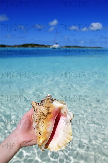 Conch Shell on Shroud Cay