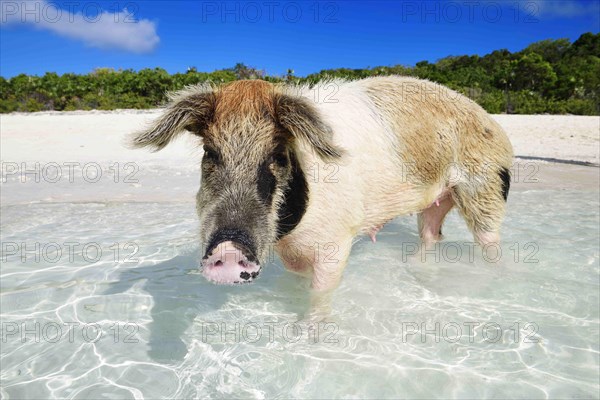 Swimming Pig
