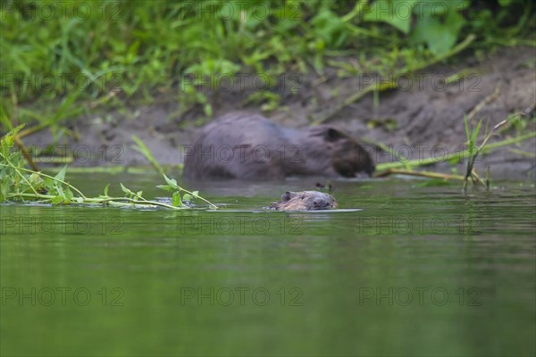 Eurasian beavers