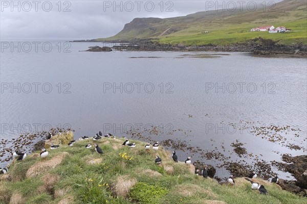 Atlantic puffins