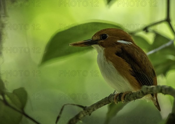 A pygmy kingfisher in the rainforests of Analamazaotra National Park in eastern Madagascar