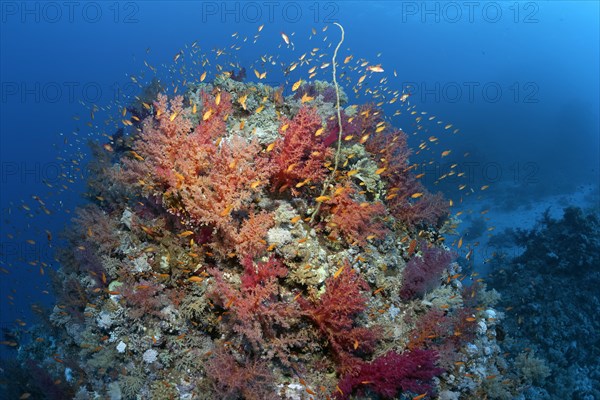 Coral block on coral reef