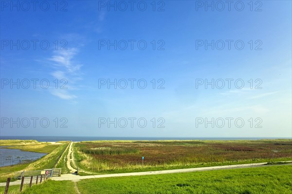 Salt marshes and beach at Schillig