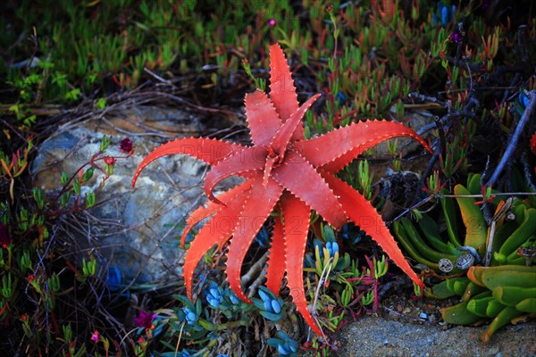 Pallanca exotic garden