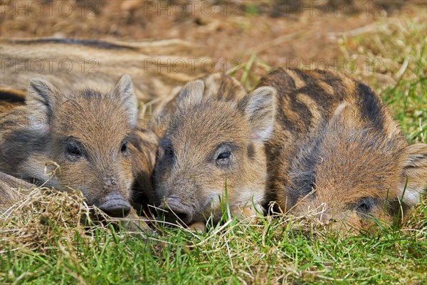 Wild boar