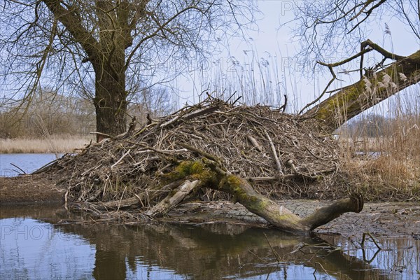 European beaver