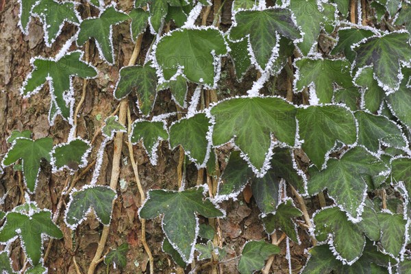 Common ivy covered with hoarfrost