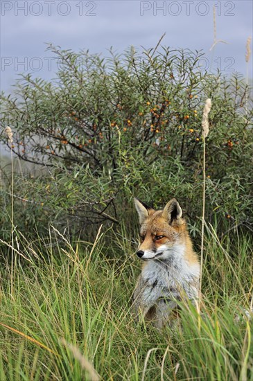 Red fox
