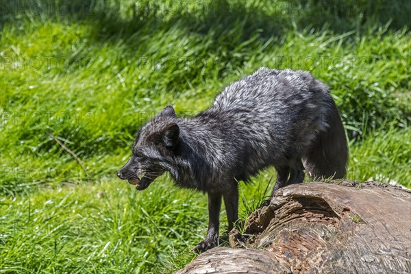 Silver fox