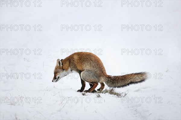 Red fox