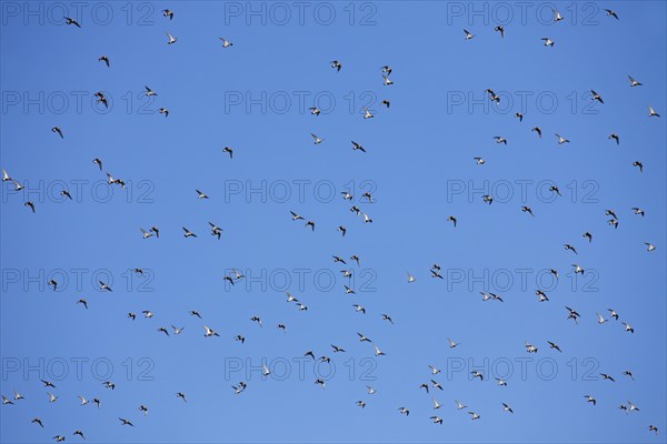 European golden plovers