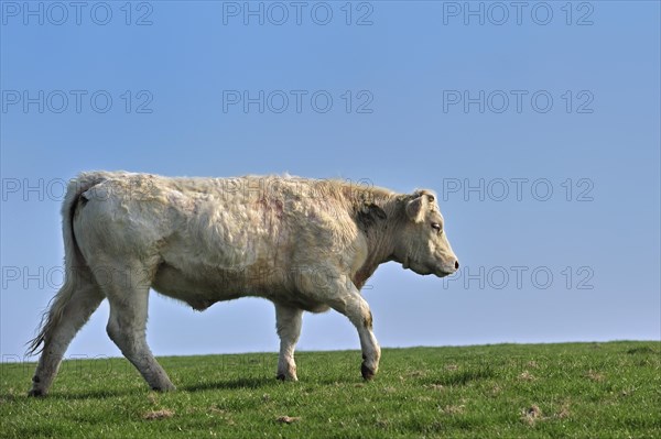 Charolais cattle