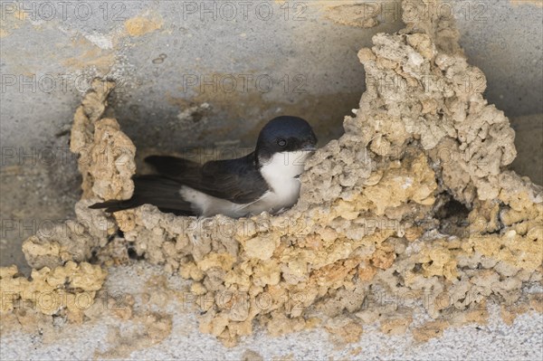 Common house martin