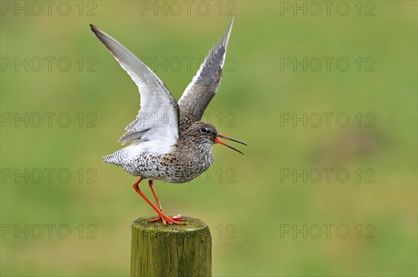 Common Redshank