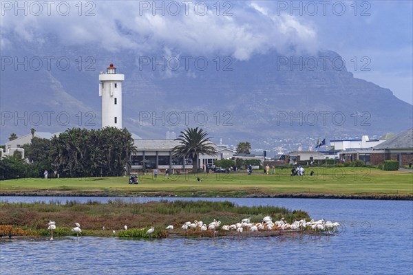 Milnerton Lighthouse on Table Bay and greater flamingos at the Golf Club on Woodbridge Island near Cape Town