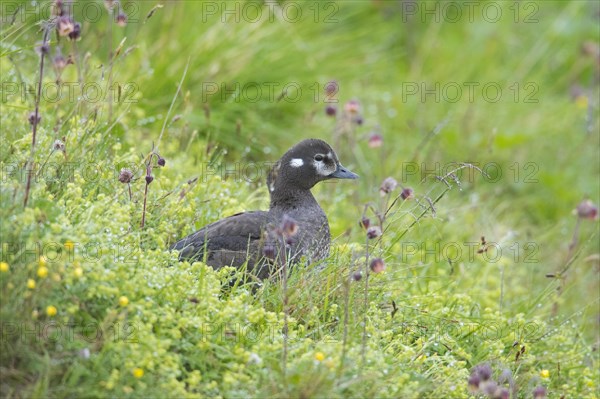 Harlequin duck