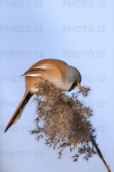 Bearded reedling