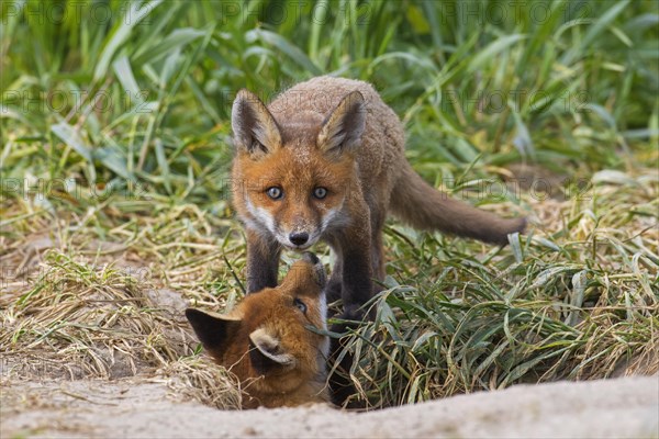 Young red foxes