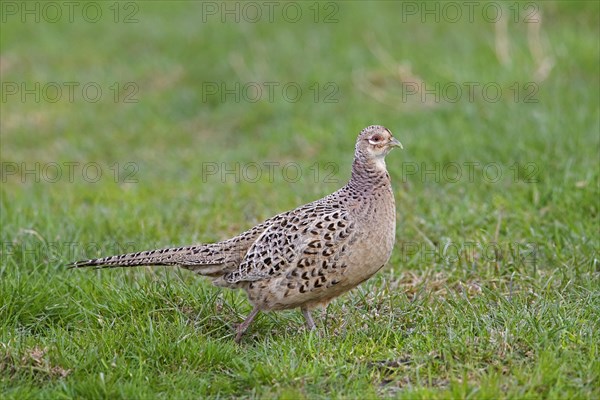 Common pheasant