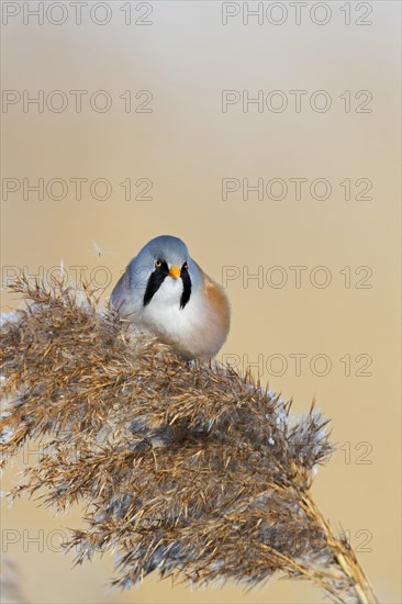 Bearded reedling