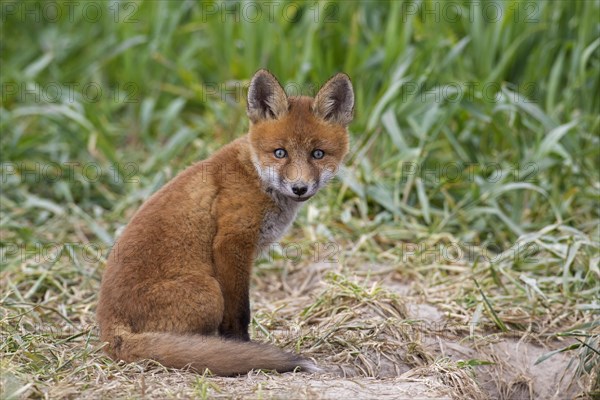 Young red fox