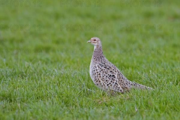 Common pheasant