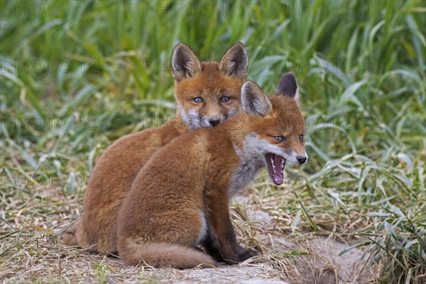 Young yelping red fox