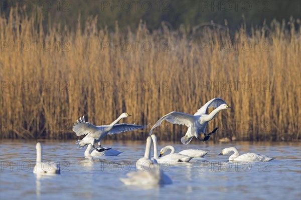 Flock of Bewick's swans