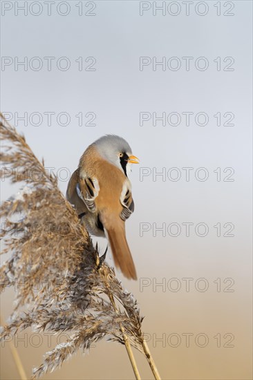 Bearded reedling