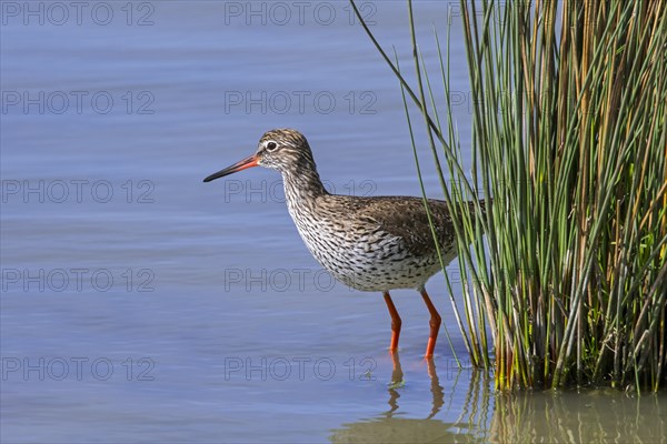 Common redshank