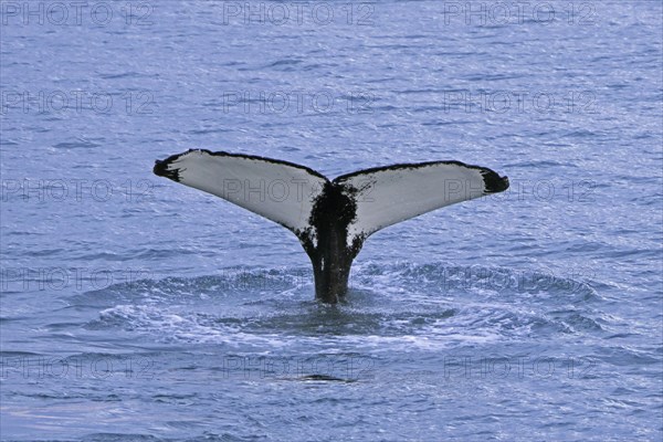 Humpback whale