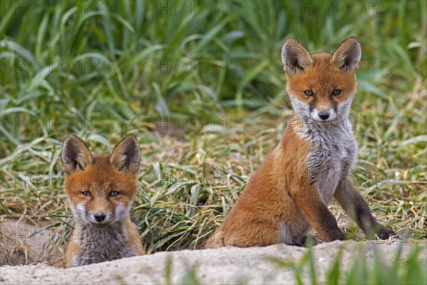 Young red foxes