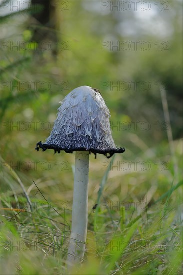 Shaggy ink cap