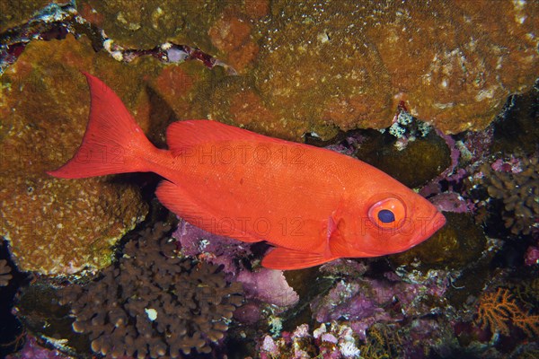 Reef bigeye