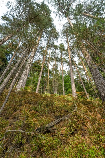 Enztalkiefer in the forest