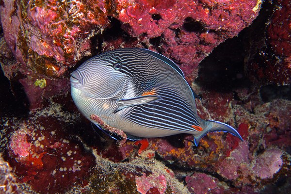 Red sea clown surgeon