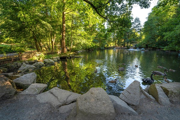 Duck pond in summer
