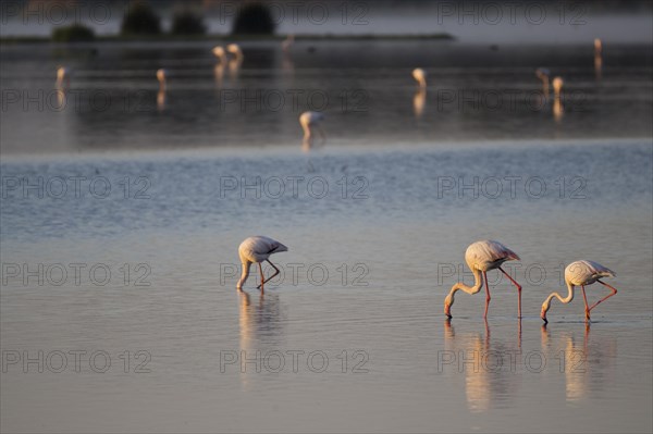 Greater flamingos