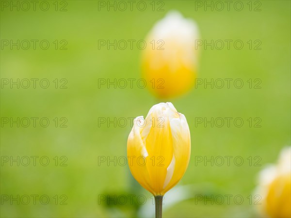 Tulip