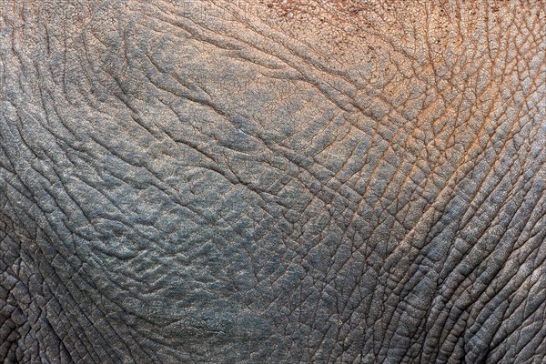 African elephant