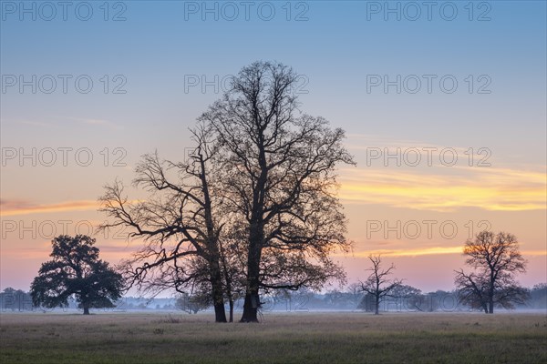 Solitary oaks in the Elbe meadows at dusk in autumn